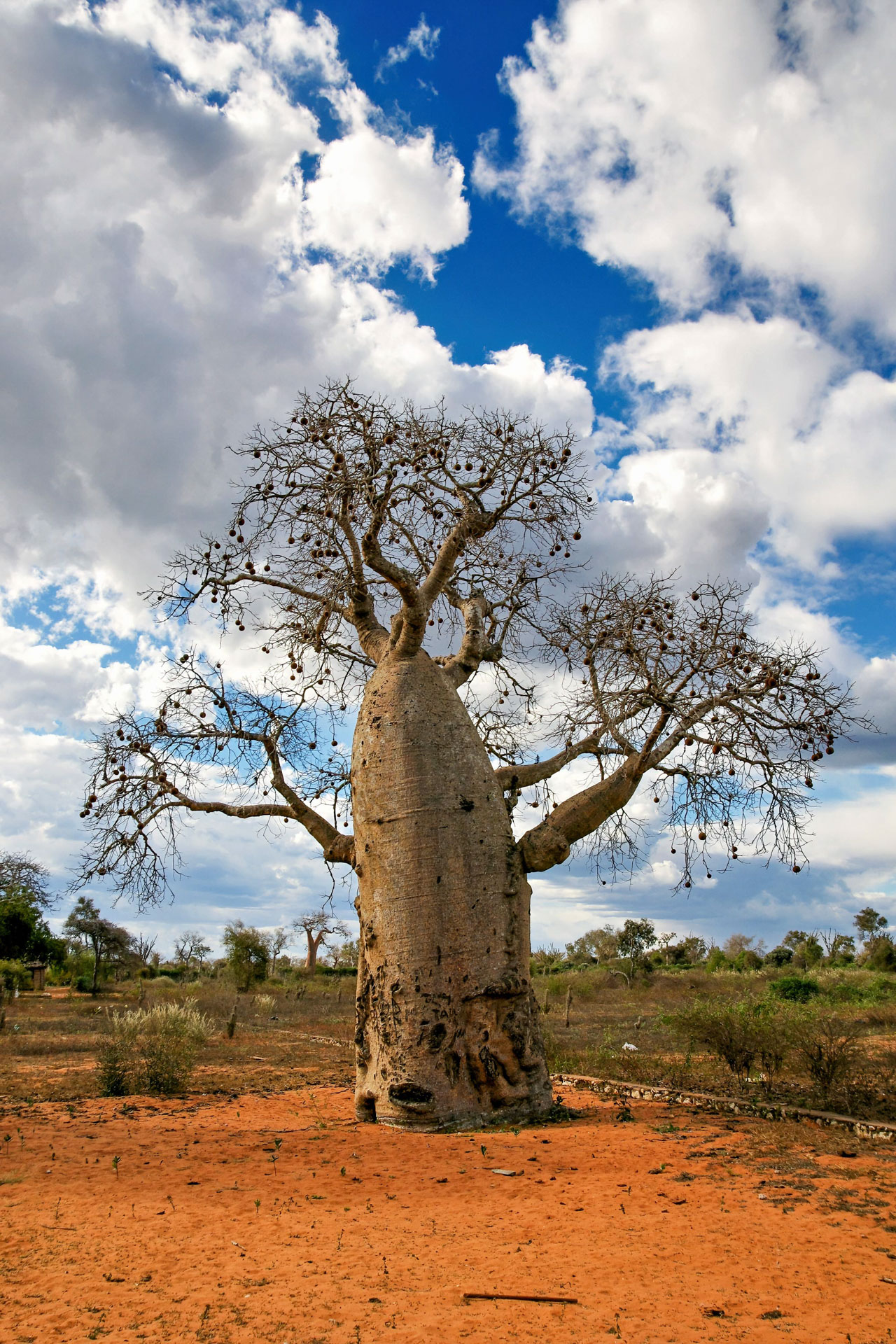 Afrikanischer Affenbrotbaum oder Baobab im umliegenden Dornenwald